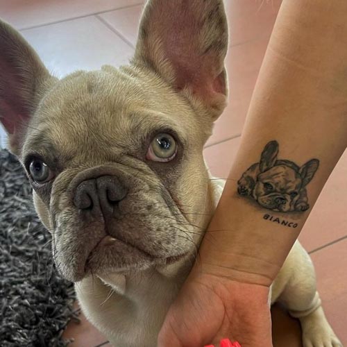french grey bulldog tattoo comparison