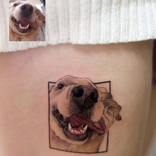 Cute Golden Retriever Dog With Their Tattoo On Their Owners Arm Stock Photo   Download Image Now  iStock